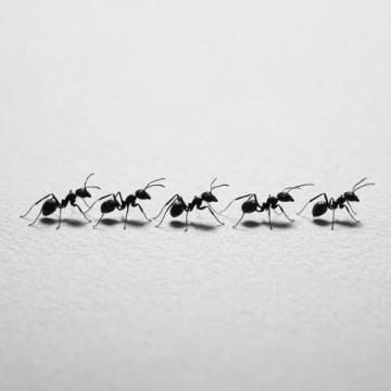 螞蟻上樹的經典家常做法