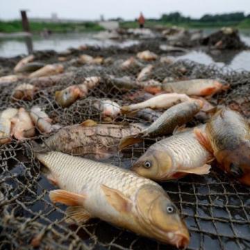 武陟釣友獨(dú)釣黃河邊，意外捕獲26斤大鯉魚創(chuàng)紀(jì)錄