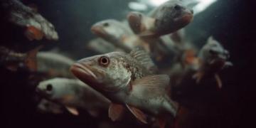 三點必知！養殖青魚的水深度、密度和水環境管理秘籍
