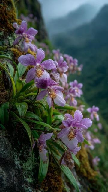 川西秘境:三月春光中,絕美花海引領顏值巔峰