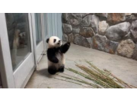 全球唯一棕色大熊貓七仔享用胡蘿卜美食