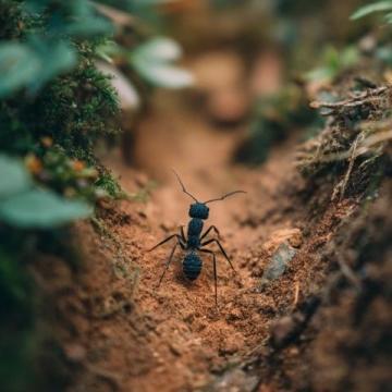 螞蟻上樹的經典家常做法