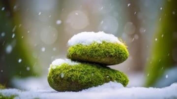 苔蘚養(yǎng)護(hù)四大注意(苔蘚愛護(hù)常識(shí))