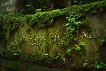 苔蘚養(yǎng)護(hù)四大注意(苔蘚愛護(hù)常識(shí))