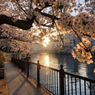 日本東北13日賞櫻精華游記