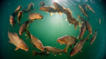 野釣鯽魚爆護攻略:釣位選擇、天氣影響與餌料搭配技巧