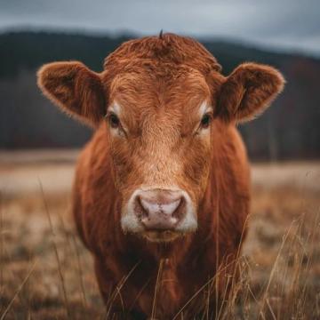 2025年驢肉價格飆升，驢肉火燒比奶茶還貴！背后真相揭秘