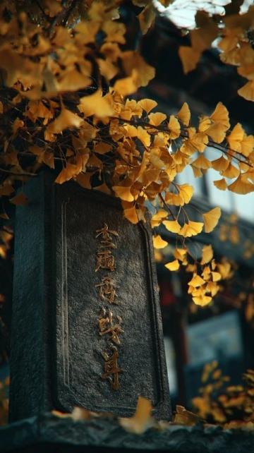 新疆秋季來臨，金黃白樺林等你探索，攝影愛好者的天堂