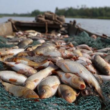 廣東老板創新魚塘經營策略：從單一產品到多樣化服務的成功轉型