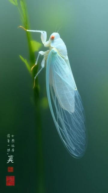 清風梳柳細雨潤花:傳統(tǒng)對聯(lián)文化的現(xiàn)代傳承與發(fā)展