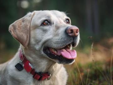 如何有效護理拉布拉多犬的牙齒健康？