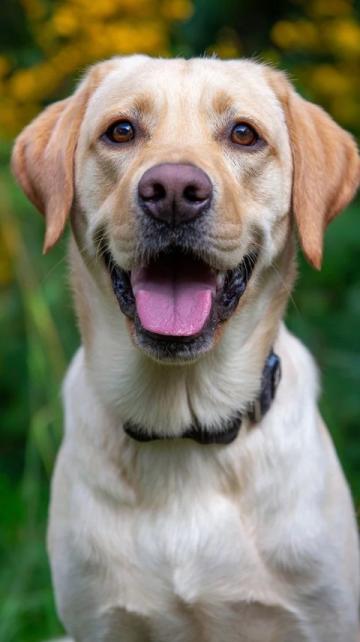 如何有效護理拉布拉多犬的牙齒健康？