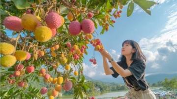 上海大寧公園：夏日甜蜜水果與寧?kù)o美景