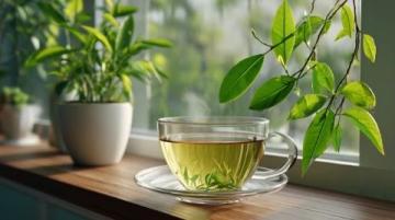 白茶新手必讀:如何挑選適合的入門級壽眉和其他品種