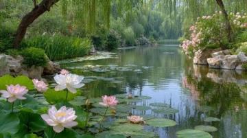 菏澤萬畝荷塘是魯西南地區夏季賞荷、生態體驗的熱門目的地
