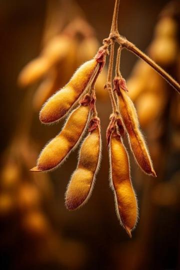 納豆的基本常識有哪些？