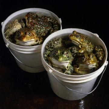 夏日微風(fēng)中的味蕾享受：寶應(yīng)六月鮮蟹黃魚頭煲