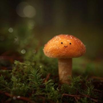 收到女兒贈送的靈芝，漫步小區欣賞花景，感嘆生命與情感的真諦