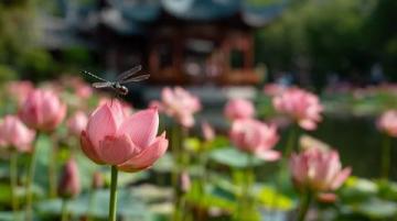 菏澤萬畝荷塘是魯西南地區夏季賞荷、生態體驗的熱門目的地