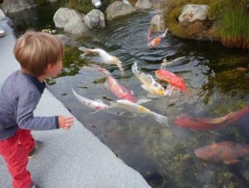 鄰居每天清晨來我家門前的小魚塘撈魚