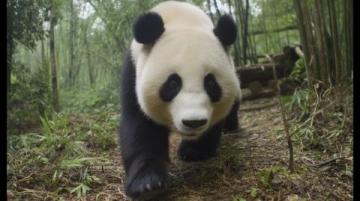 成都游新體驗：探索歷史文化和城市風(fēng)光，或親近自然與大熊貓親密接觸