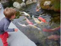鄰居每天清晨來我家門前的小魚塘撈魚