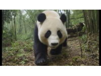 成都游新體驗(yàn)：探索歷史文化和城市風(fēng)光，或親近自然與大熊貓親密接觸