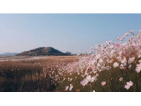 羊臺(tái)山——口福與藝術(shù)的交匯之地