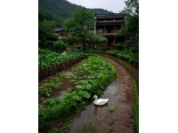 廣東最美的小鎮|御水古溫泉，穿越明清歷史，泡進千年的養生泉！