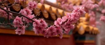 春暖花開,來東莞玩吧!
