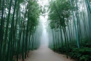 云南旅游必去:玉溪峨山竹海探險之旅