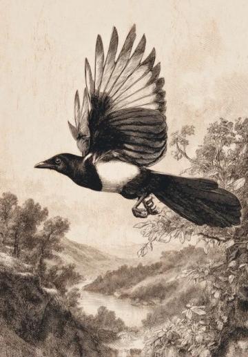 伯勞鳥：自然界的"屠夫鳥"，生態鏈上的捕獵高手
