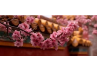 春暖花開，來東莞玩吧！