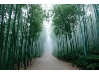 云南旅游必去：玉溪峨山竹海探險之旅