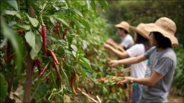 浙江衢州校長創(chuàng)新舉措：讓家長變身孩子食堂廚師，共筑健康飲食新生態(tài)