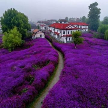 春天必游:英雄城南昌的花海湖光,22℃柔情等待您的心動瞬間