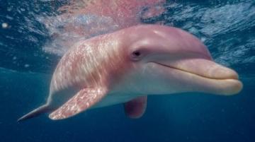 大開眼界！揭秘水豚泡溫泉、土撥鼠打斗背后的生物奧秘