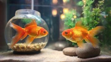 蔥姜蒜分類去腥增香秘籍:魚類用姜、貝類用蔥、禽肉用蒜的百搭用途