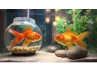 蔥姜蒜分類去腥增香秘籍：魚類用姜、貝類用蔥、禽肉用蒜的百搭用途