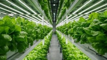 上海盒馬天空農(nóng)場商場8樓的蔬菜工廠
