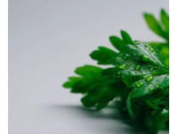 芹菜與芹葉：一字差異，營養迥異，一探究竟！
