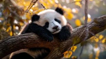北京動物園一日游攻略：探索動物奇境，解鎖隱藏玩法