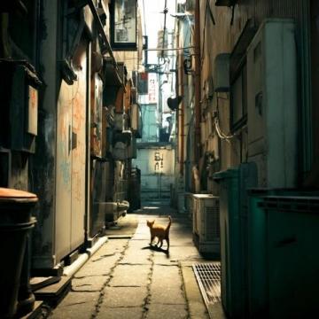 如今街頭巷尾處處可見流浪貓的身影