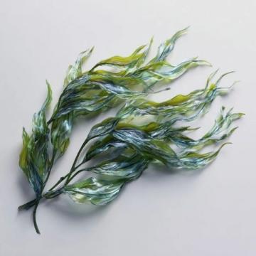 今日續(xù)更,科普一篇關(guān)于海豆的知識,所謂海豆是海里生長的植物