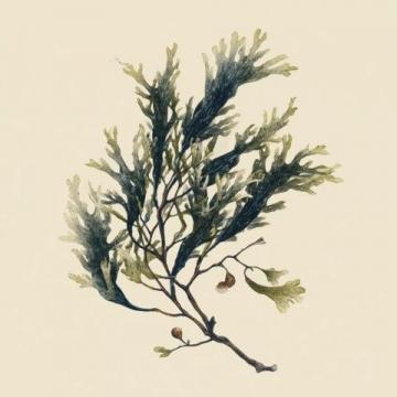 今日續(xù)更,科普一篇關(guān)于海豆的知識,所謂海豆是海里生長的植物