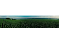 美國大豆出口之謎：美國農民為何焦慮？