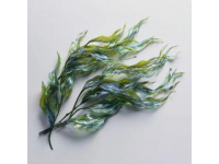 今日續更，科普一篇關于海豆的知識,所謂海豆是海里生長的植物