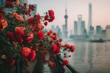 廣州春季必游:2-3月賞花地圖,鎖定最美時光!