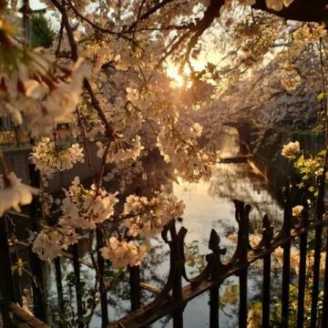 廣州春季必游:2-3月賞花地圖,鎖定最美時光!