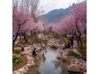 常德的桃花季剛剛過去，它治愈了這個春天，你有沒有見到它？